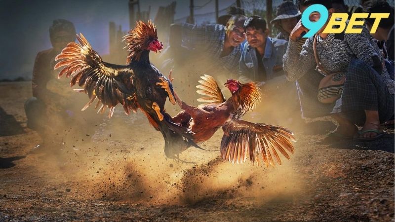 Đá Gà 9Bet - Trường Đấu Gà Online Rực Lửa Nhất Năm 2024 3 Cách tham gia đá gà 9Bet